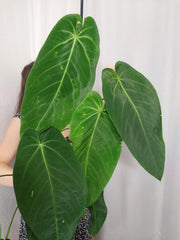 Anthurium Warocqueanum x Waterburyanum