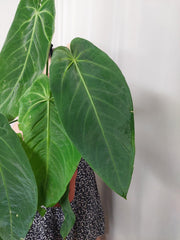 Anthurium Warocqueanum x Waterburyanum