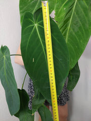Anthurium Warocqueanum x Waterburyanum