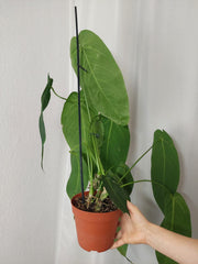 Anthurium Warocqueanum x Waterburyanum