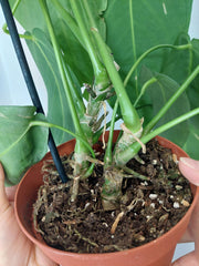 Anthurium Warocqueanum x Waterburyanum