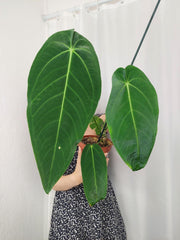 Anthurium Warocqueanum x Waterburyanum