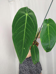 Anthurium Warocqueanum x Waterburyanum