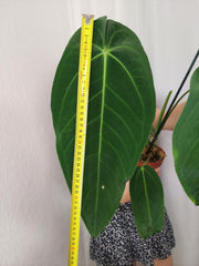 Anthurium Warocqueanum x Waterburyanum
