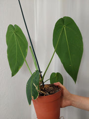 Anthurium Warocqueanum x Waterburyanum