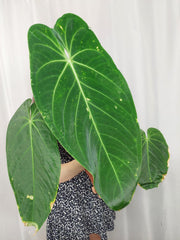 Anthurium Warocqueanum x Waterburyanum