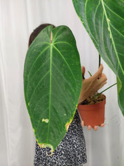 Anthurium Warocqueanum x Waterburyanum