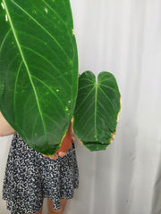 Anthurium Warocqueanum x Waterburyanum