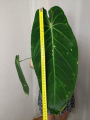 Anthurium Warocqueanum x Waterburyanum