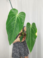 Anthurium Warocqueanum x Waterburyanum