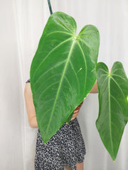 Anthurium Warocqueanum x Waterburyanum