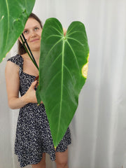 Anthurium Warocqueanum x Waterburyanum