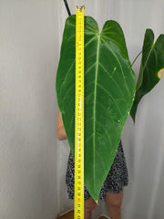 Anthurium Warocqueanum x Waterburyanum
