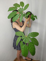 Sad Plants
