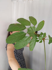 Sad Plants