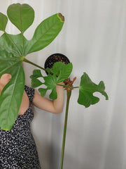 Sad Plants