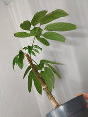 Sad Plants