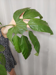 Sad Plants