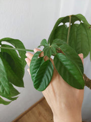 Sad Plants