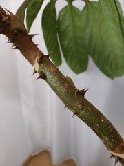 Sad Plants