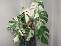 Monstera Variegata (zum aussuchen)