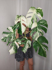 Monstera Variegata (zum aussuchen)