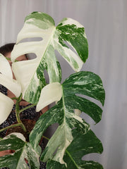 Monstera Variegata (zum aussuchen)