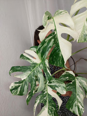 Monstera Variegata (zum aussuchen)