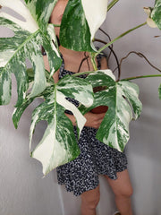 Monstera Variegata (zum aussuchen)