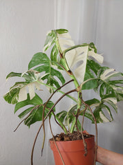 Monstera Variegata (zum aussuchen)