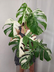 Monstera Variegata (zum aussuchen)