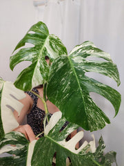 Monstera Variegata (zum aussuchen)