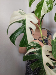 Monstera Variegata (zum aussuchen)