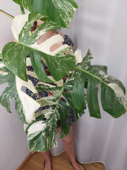 Monstera Variegata (zum aussuchen)