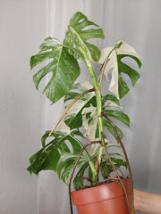 Monstera Variegata (zum aussuchen)