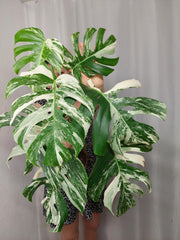 Monstera Variegata (zum aussuchen)