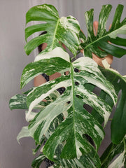Monstera Variegata (zum aussuchen)