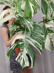 Monstera Variegata (zum aussuchen)