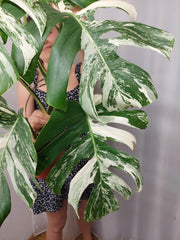 Monstera Variegata (zum aussuchen)