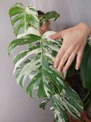 Monstera Variegata (zum aussuchen)