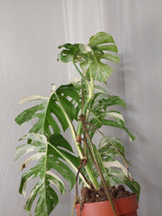 Monstera Variegata (zum aussuchen)