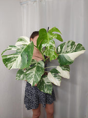 Monstera Variegata (zum aussuchen)