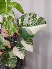 Monstera Variegata (zum aussuchen)