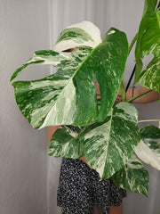 Monstera Variegata (zum aussuchen)