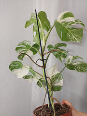 Monstera Variegata (zum aussuchen)