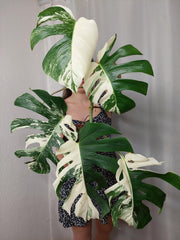 Monstera Variegata (zum aussuchen)