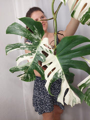 Monstera Variegata (zum aussuchen)