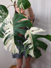 Monstera Variegata (zum aussuchen)