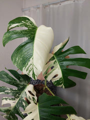 Monstera Variegata (zum aussuchen)