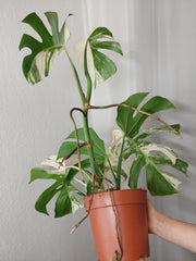 Monstera Variegata (zum aussuchen)